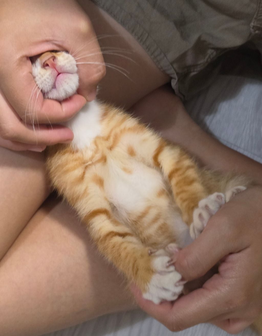 (입양홍보) 아기 치즈냥이 룽지 한번만 봐주세요~!!