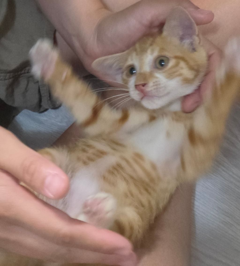 (입양홍보) 아기 치즈냥이 룽지 한번만 봐주세요~!!