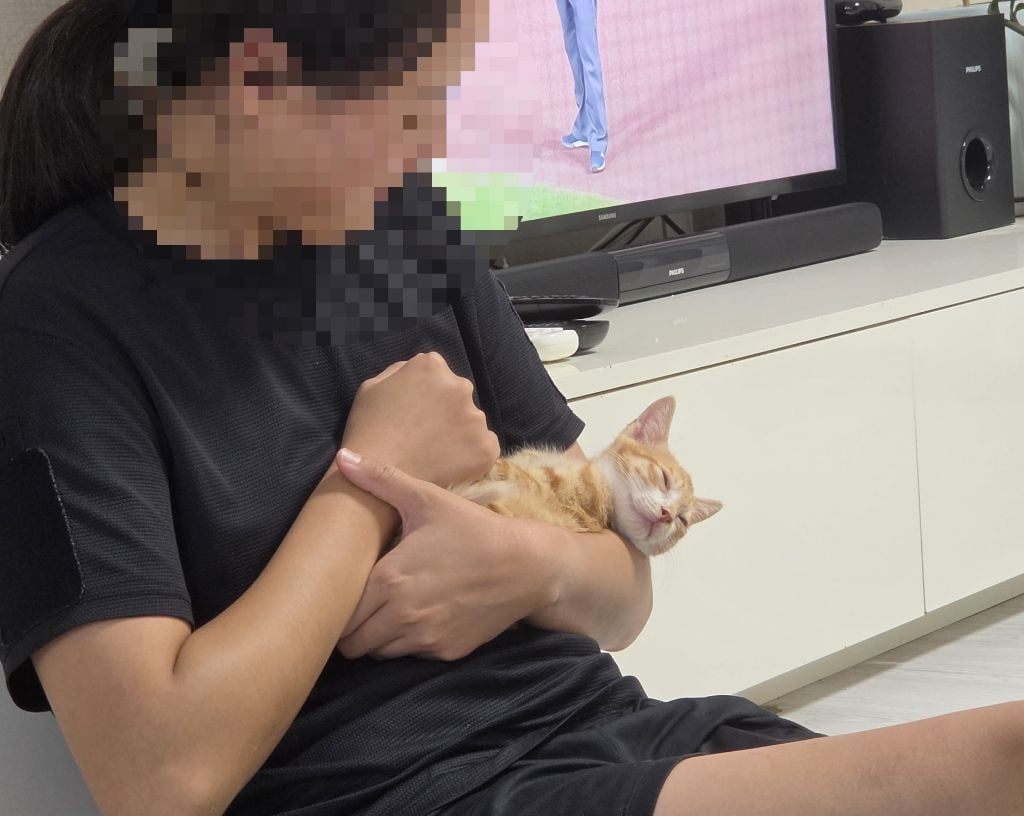 (입양홍보) 아기 치즈냥이 룽지 한번만 봐주세요~!!
