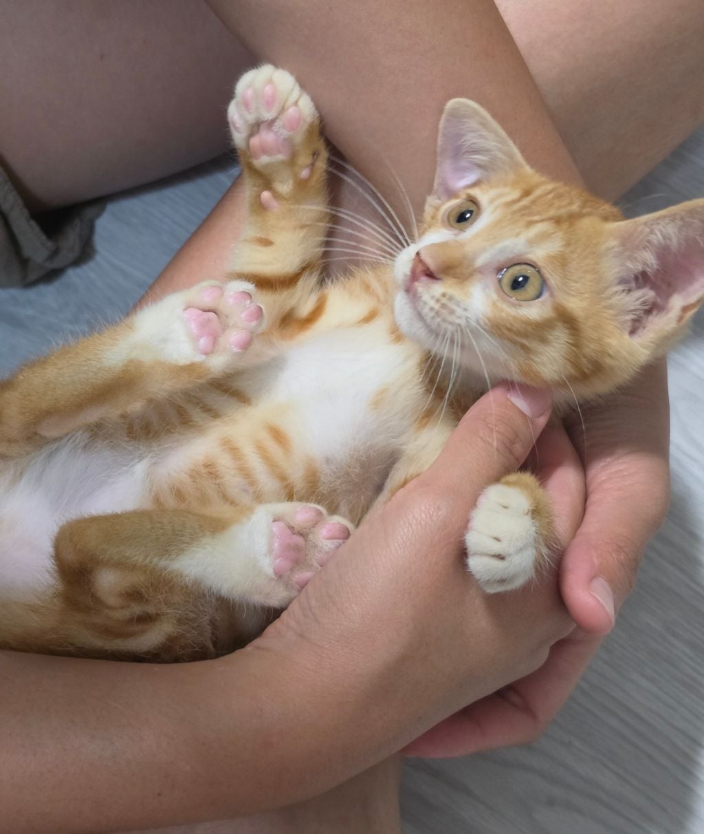 (입양홍보) 아기 치즈냥이 룽지 한번만 봐주세요~!!