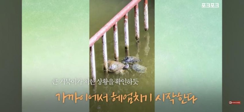 감동감동 큰 거북 곤경에 처하자 작은 거북들,얘들아 모여!