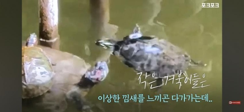 감동감동 큰 거북 곤경에 처하자 작은 거북들,얘들아 모여!