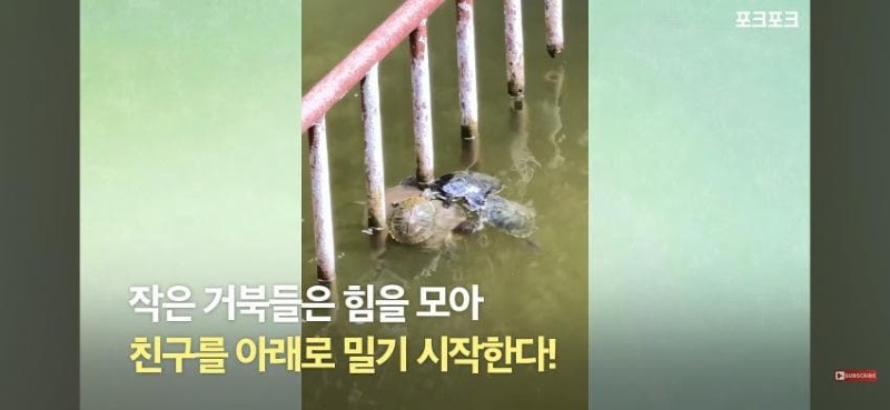 감동감동 큰 거북 곤경에 처하자 작은 거북들,얘들아 모여!