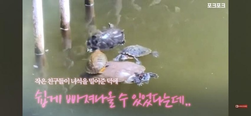 감동감동 큰 거북 곤경에 처하자 작은 거북들,얘들아 모여!