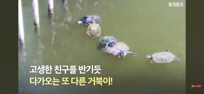 감동감동 큰 거북 곤경에 처하자 작은 거북들,얘들아 모여!