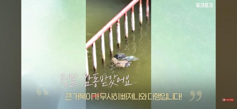 감동감동 큰 거북 곤경에 처하자 작은 거북들,얘들아 모여!