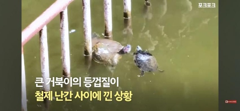 감동감동 큰 거북 곤경에 처하자 작은 거북들,얘들아 모여!