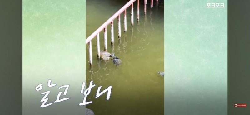 감동감동 큰 거북 곤경에 처하자 작은 거북들,얘들아 모여!
