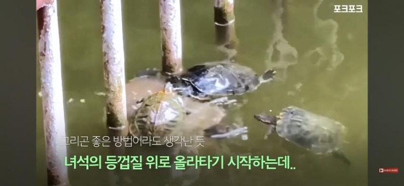 감동감동 큰 거북 곤경에 처하자 작은 거북들,얘들아 모여!