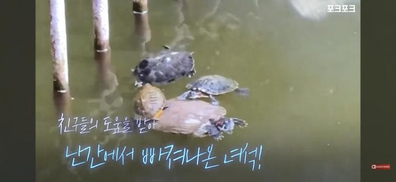 감동감동 큰 거북 곤경에 처하자 작은 거북들,얘들아 모여!
