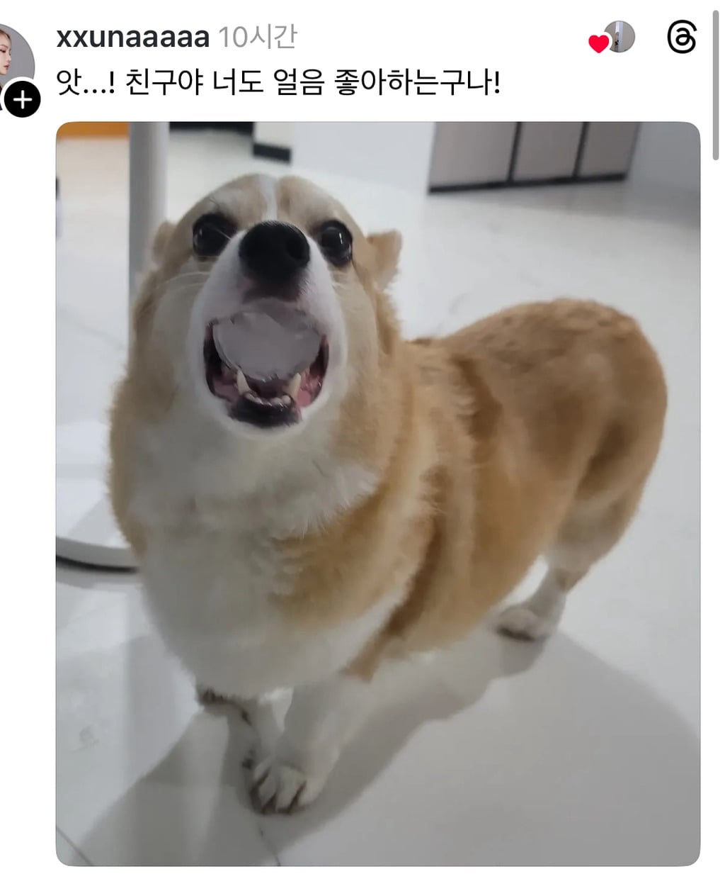 스레드 강아지 물에 얼음 넣어줬더니