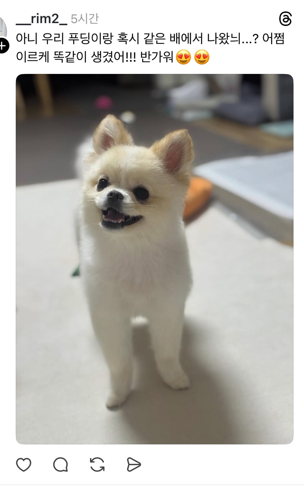 스레드 강아지 물에 얼음 넣어줬더니