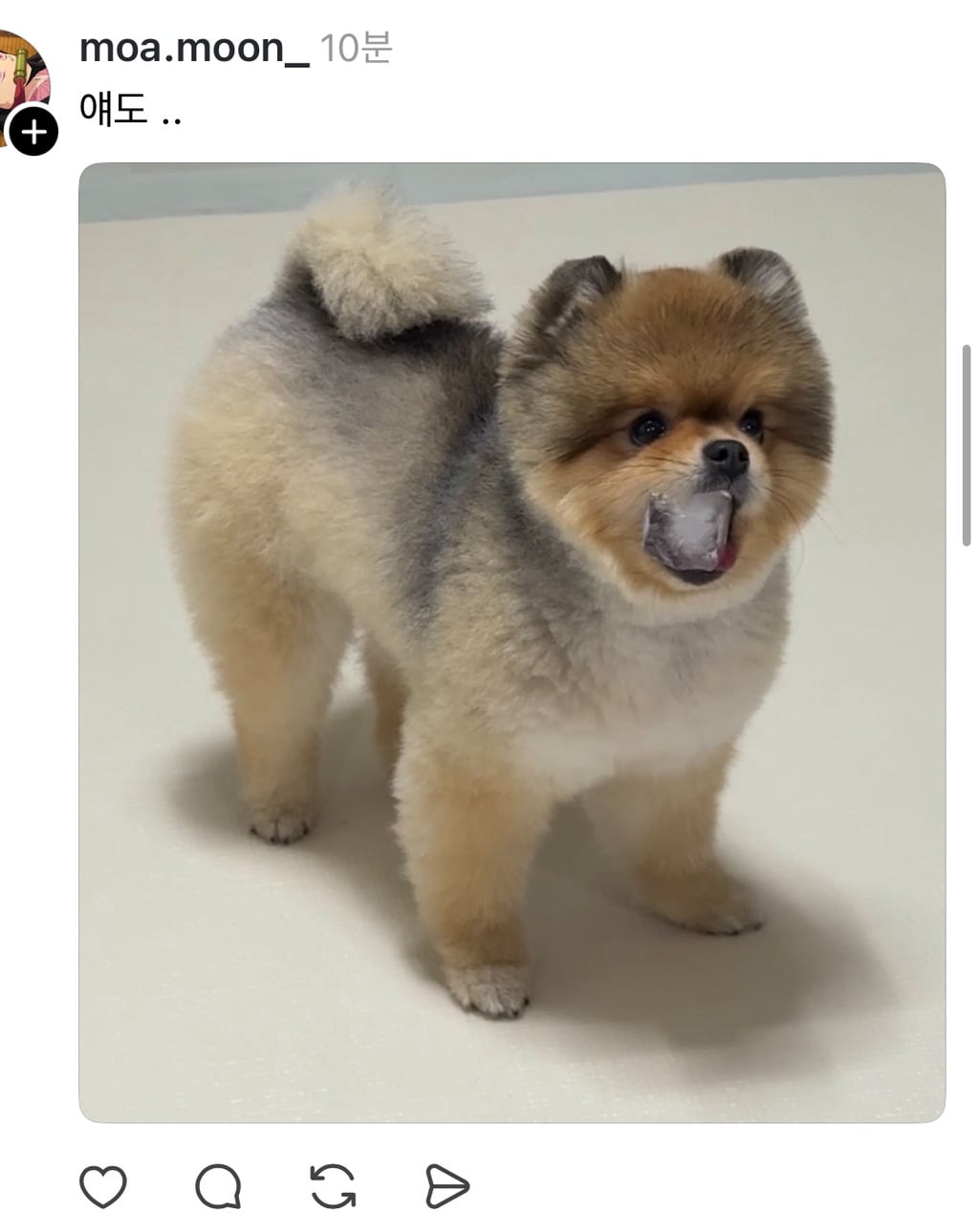 스레드 강아지 물에 얼음 넣어줬더니