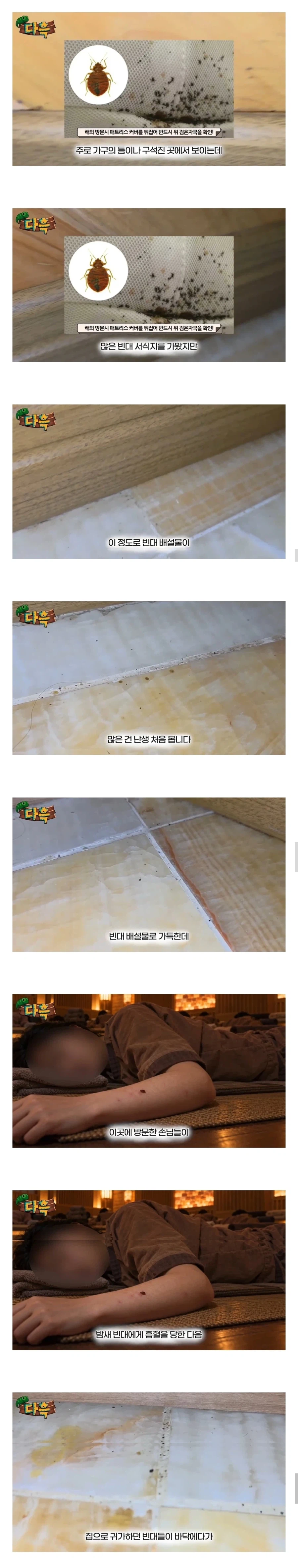 부산 찜질방 빈대 이슈 업로드한 유튜버 다흑
