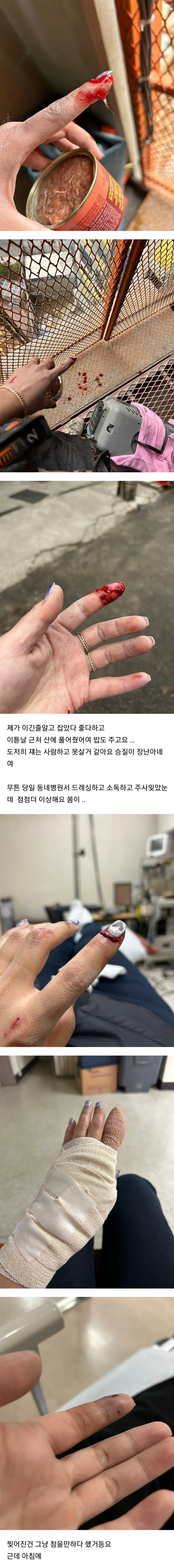 약혐) 길고양이한테 물리면 안되는 이유 ㄷㄷ