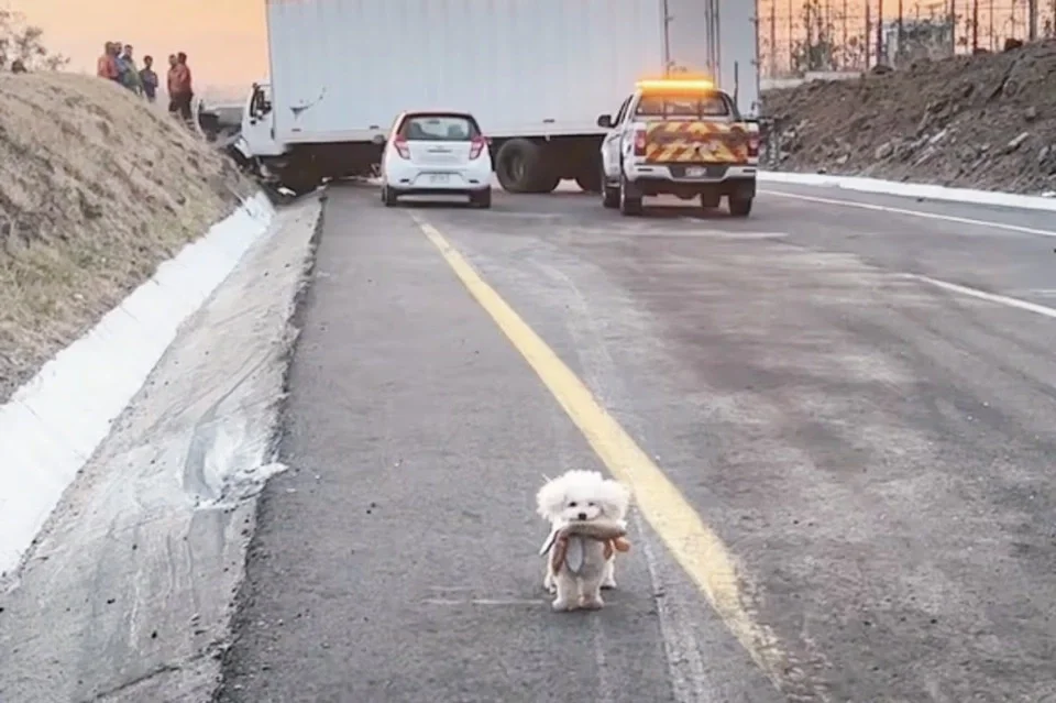 최애 애착 인형과 함께 버려진 강아지