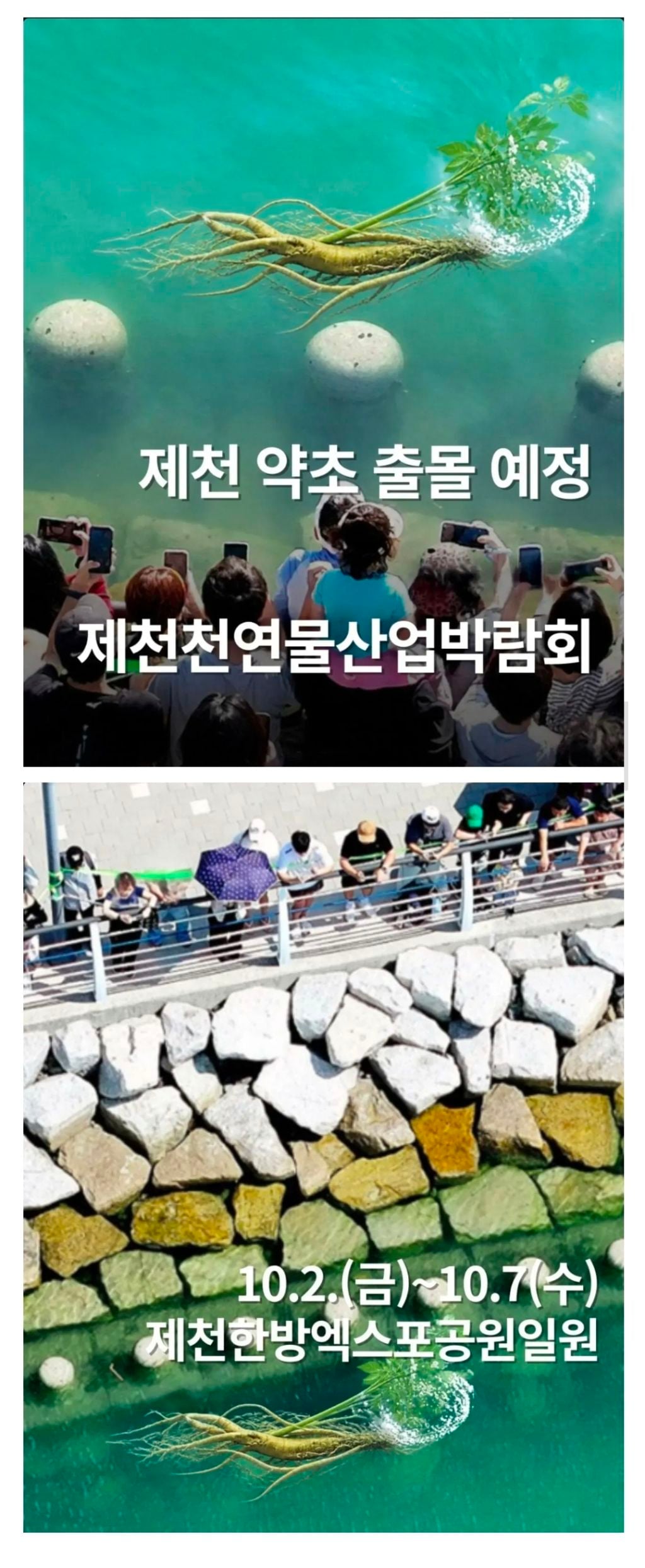 북항 부캉 인파가 부러웠던 충북 제천시