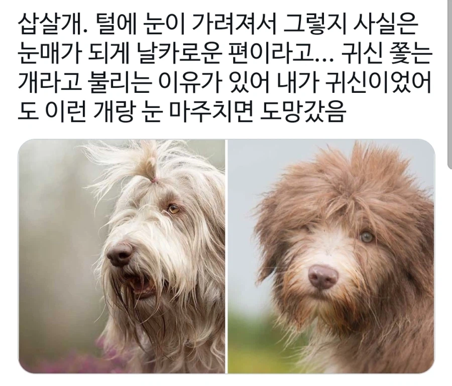 평상시엔 멍충해 보이는 개의 반전.jpg
