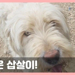 평상시엔 멍충해 보이는 개의 반전.jpg