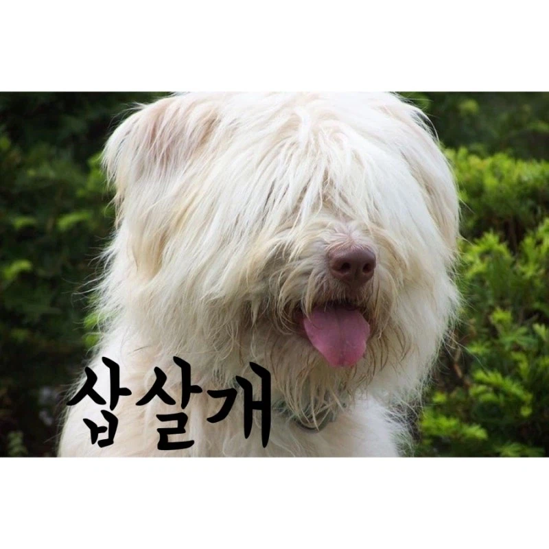 평상시엔 멍충해 보이는 개의 반전.jpg