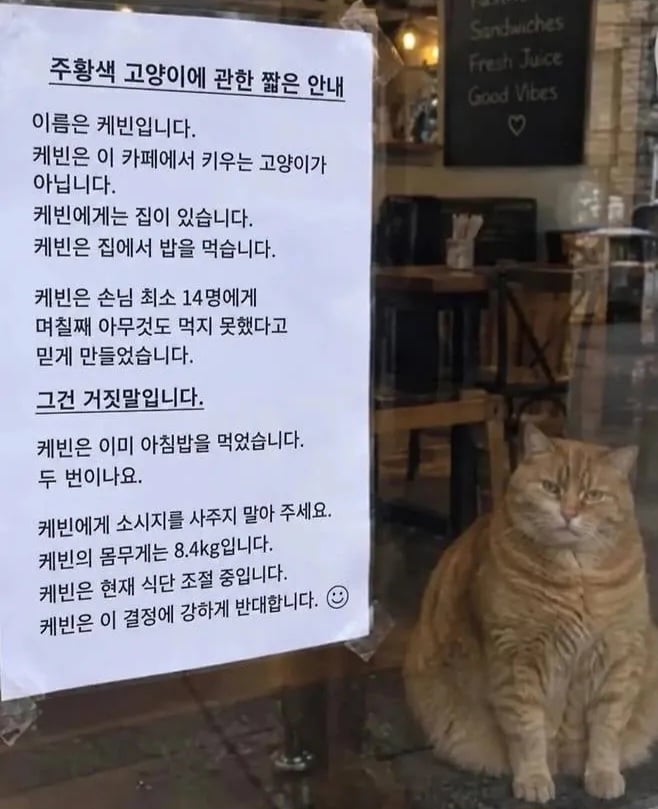 아무것도 못 먹은 척 손님 14명을 속인 고양이