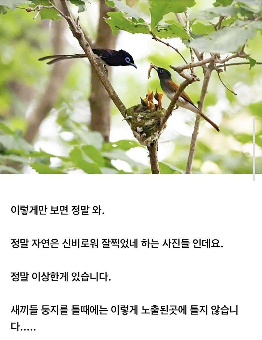 예쁜 새 사진에 태클거는 사람