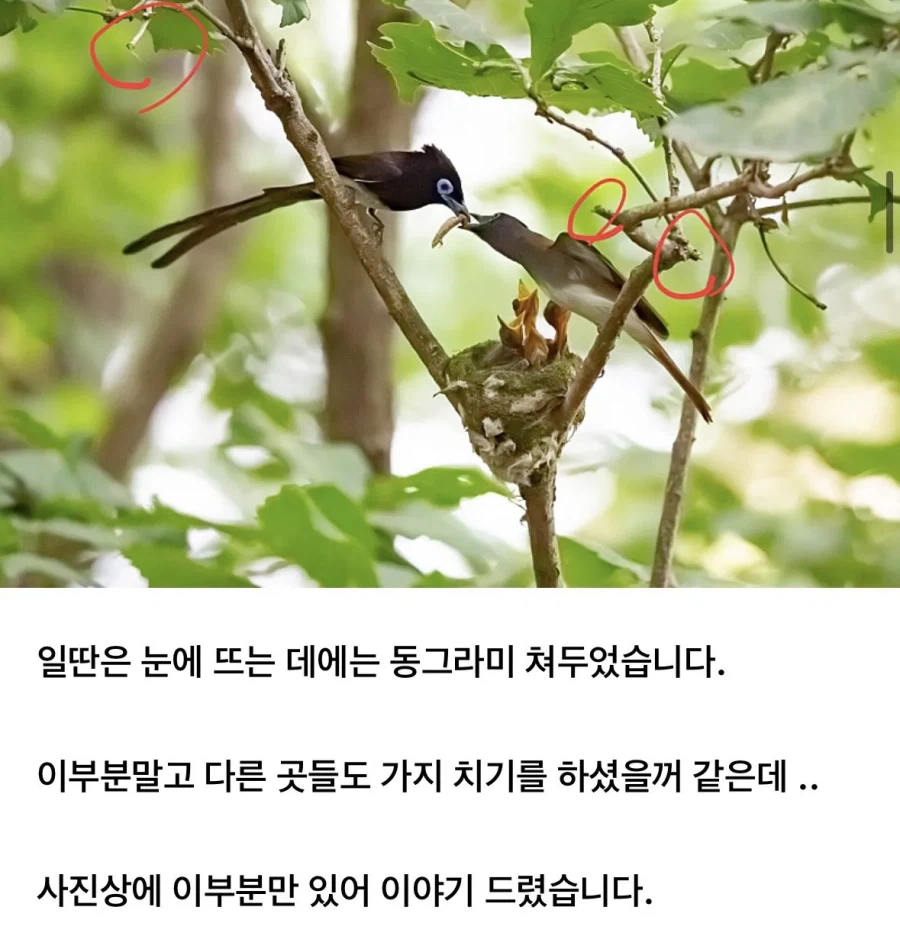 예쁜 새 사진에 태클거는 사람