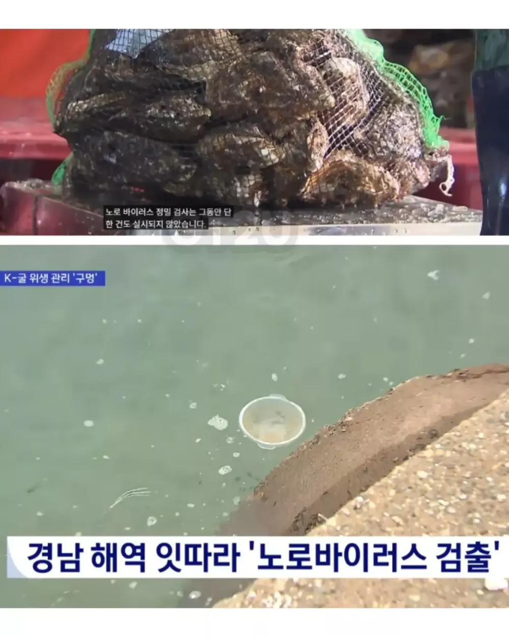 현재 노로바이러스 때문에 비상 걸렸다는 경남 굴 근황