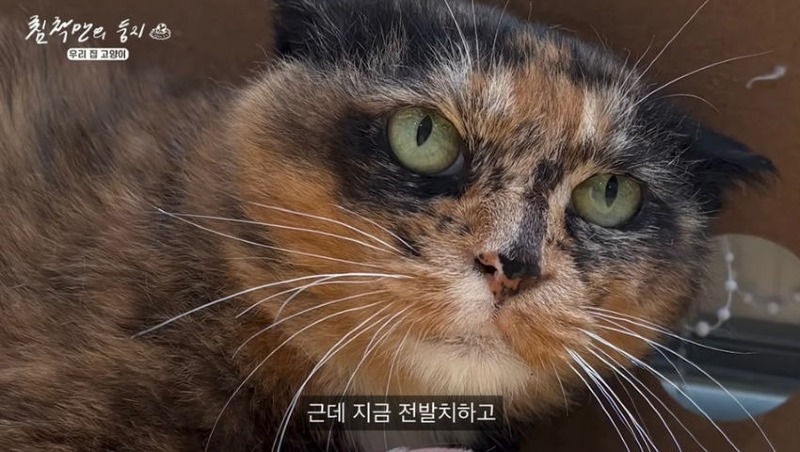 못생긴 반려 동물 대회에 참가한 나폴리 맛피아