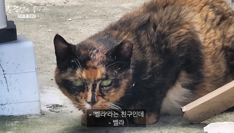 못생긴 반려 동물 대회에 참가한 나폴리 맛피아