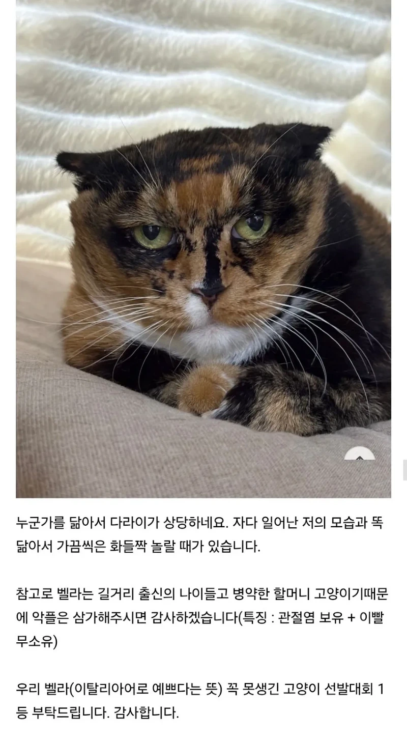 못생긴 반려 동물 대회에 참가한 나폴리 맛피아