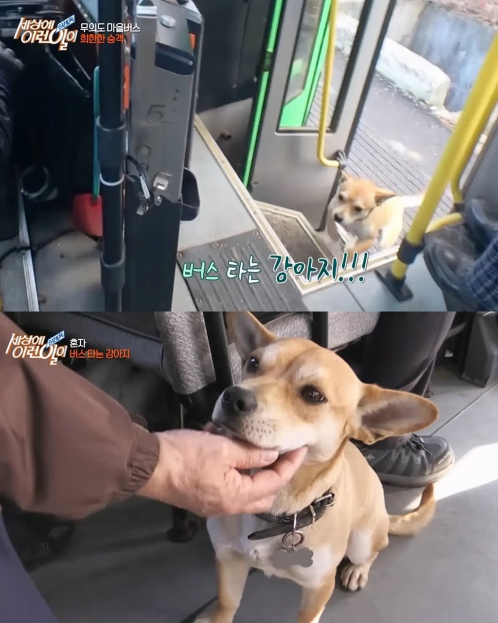 고전 친구 만나러 혼자 버스타고 5km를 무임승차하는 초롱이