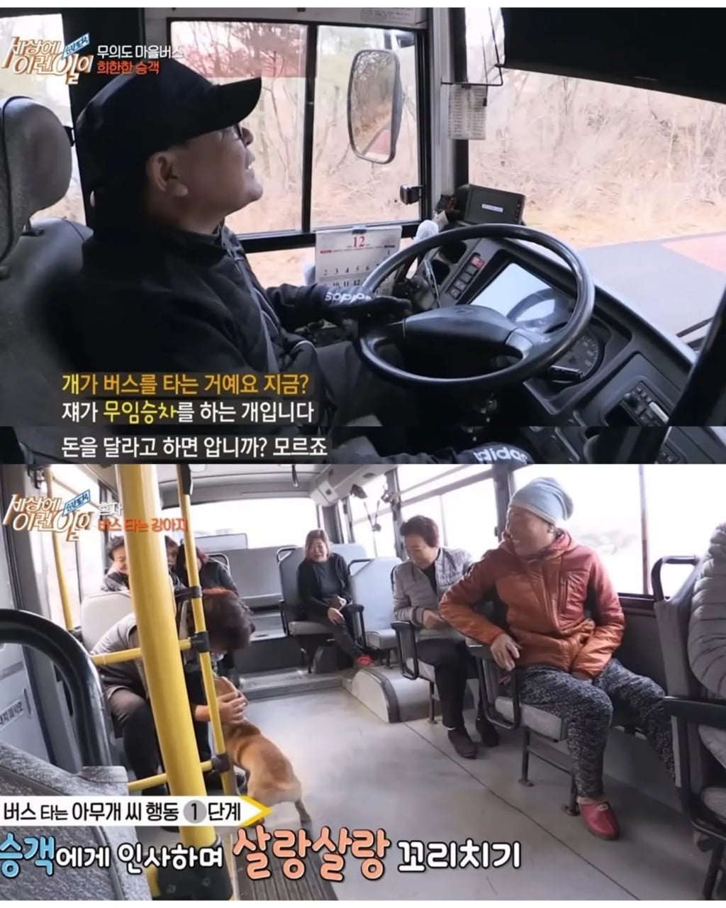고전 친구 만나러 혼자 버스타고 5km를 무임승차하는 초롱이
