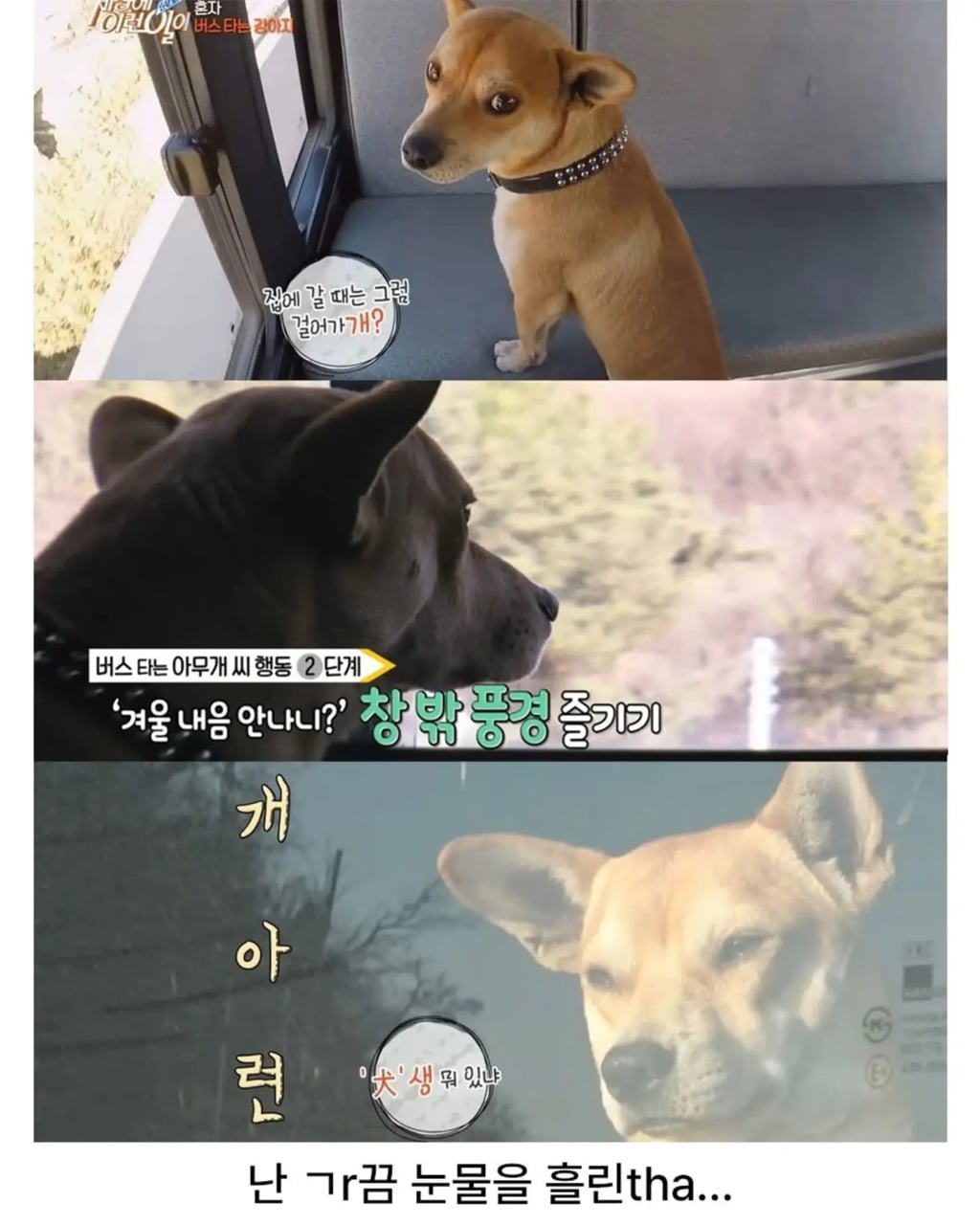 고전 친구 만나러 혼자 버스타고 5km를 무임승차하는 초롱이