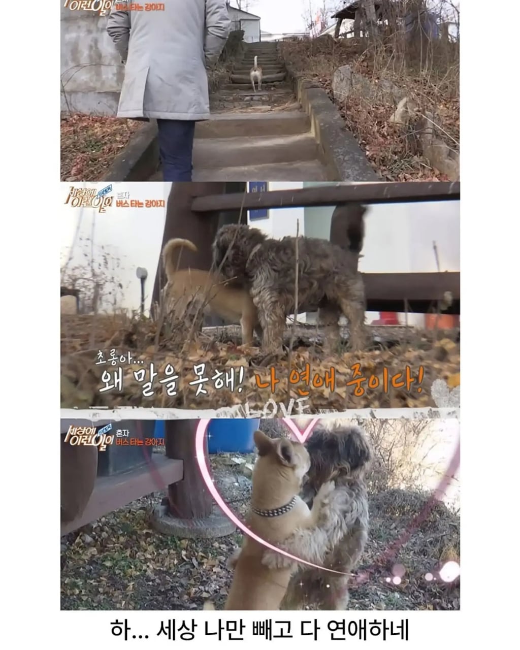 고전 친구 만나러 혼자 버스타고 5km를 무임승차하는 초롱이