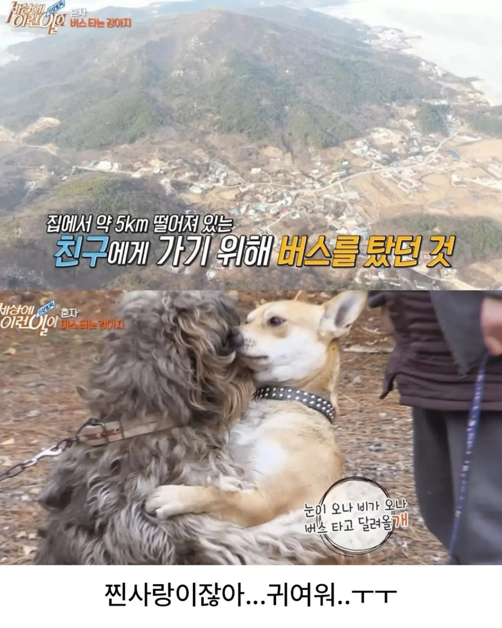 고전 친구 만나러 혼자 버스타고 5km를 무임승차하는 초롱이