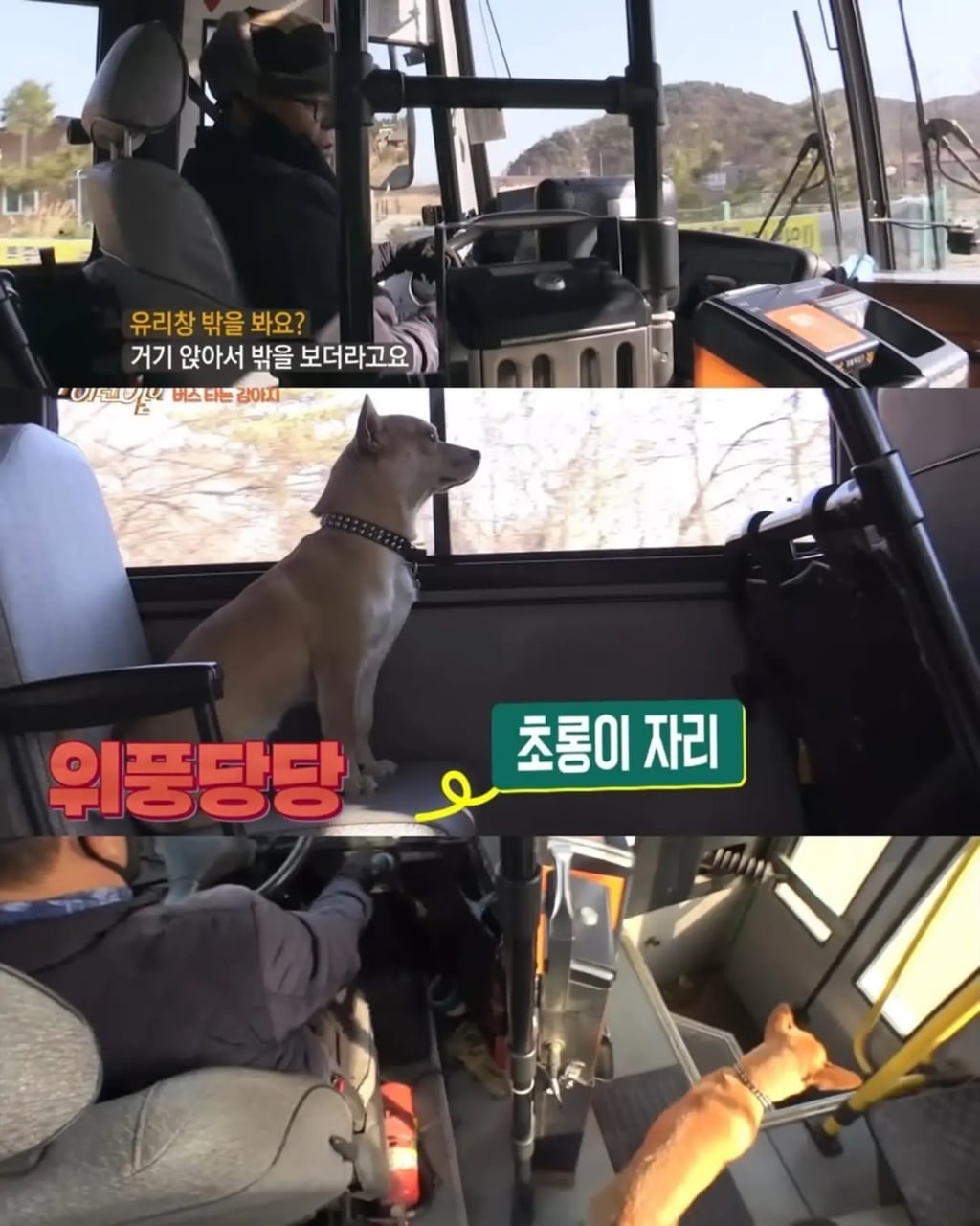 고전 친구 만나러 혼자 버스타고 5km를 무임승차하는 초롱이