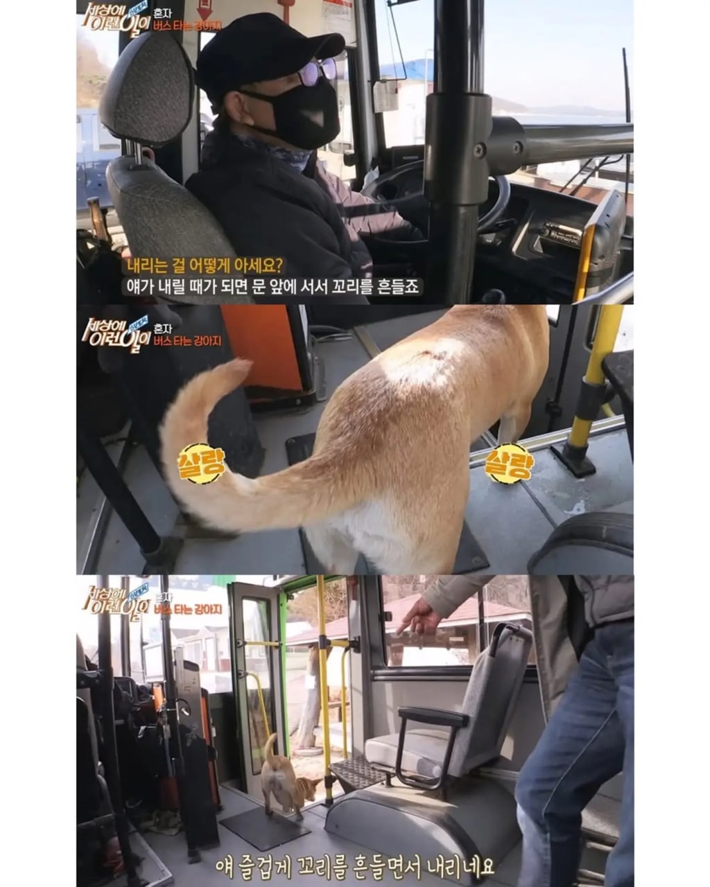 고전 친구 만나러 혼자 버스타고 5km를 무임승차하는 초롱이