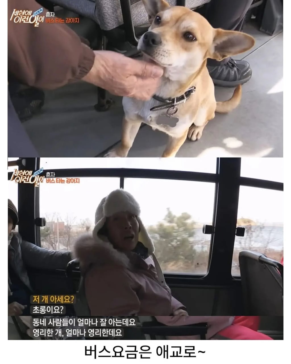 고전 친구 만나러 혼자 버스타고 5km를 무임승차하는 초롱이