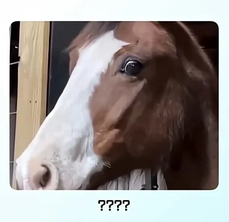 얼룩말 처음 본 말 반응