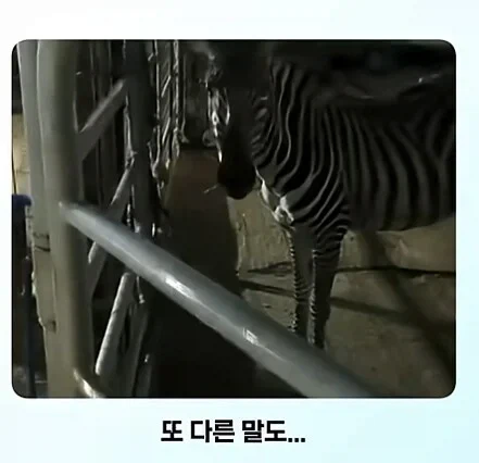 얼룩말 처음 본 말 반응