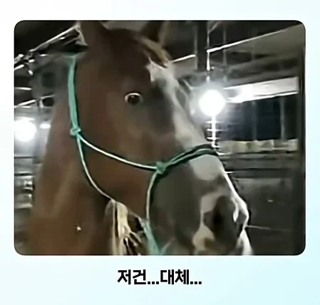 얼룩말 처음 본 말 반응