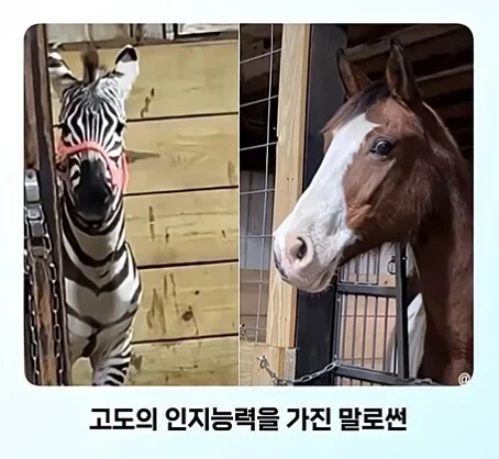 얼룩말 처음 본 말 반응