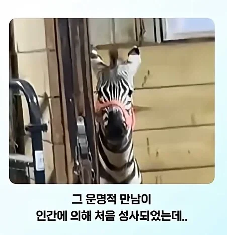 얼룩말 처음 본 말 반응