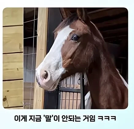 얼룩말 처음 본 말 반응
