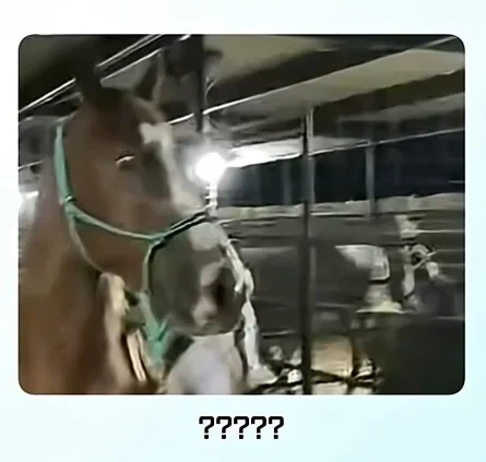 얼룩말 처음 본 말 반응