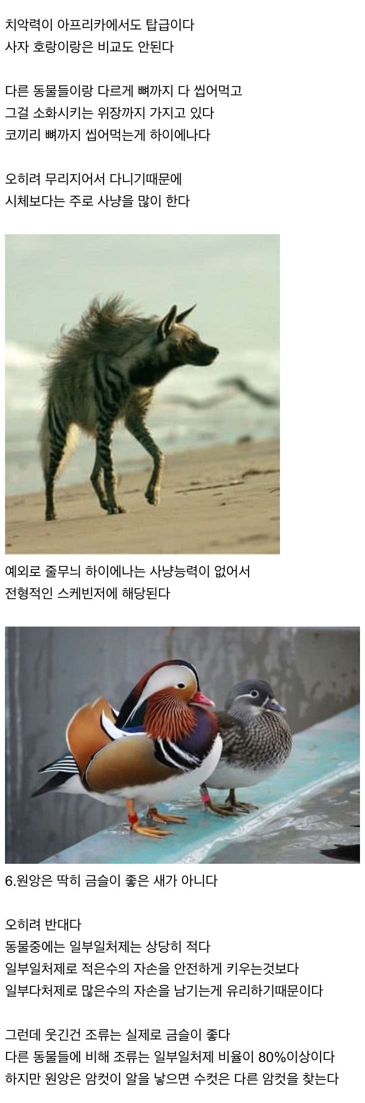 신기한 동물 지식 10가지