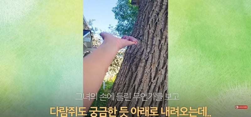 어미 다람쥐에게 갈곳 잃은 새끼 보여줬더니...jpg
