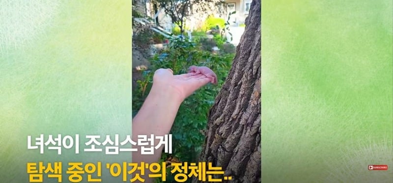 어미 다람쥐에게 갈곳 잃은 새끼 보여줬더니...jpg