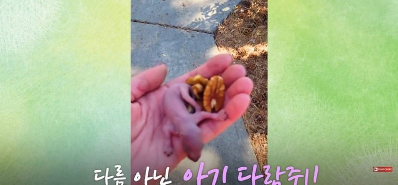 어미 다람쥐에게 갈곳 잃은 새끼 보여줬더니...jpg